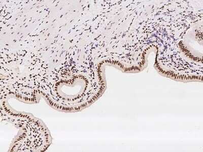 Immunohistochemistry-Paraffin: WDR33 Antibody [NBP2-97871]