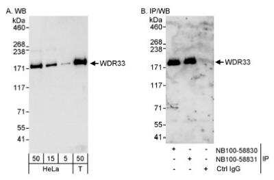 Western Blot: WDR33 Antibody [NB100-58830]