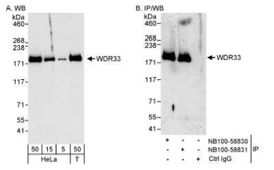 Western Blot: WDR33 Antibody [NB100-58831]