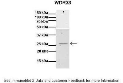 Western Blot: WDR33 Antibody [NBP1-60030]