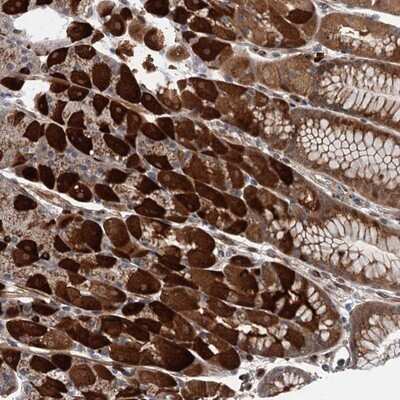 Immunohistochemistry-Paraffin: WDR34 Antibody [NBP1-88805]