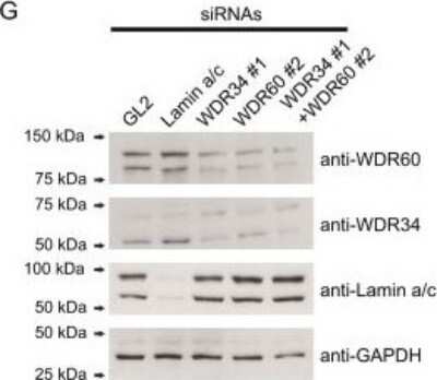 Knockdown Validated: WDR34 Antibody [NBP1-88805]