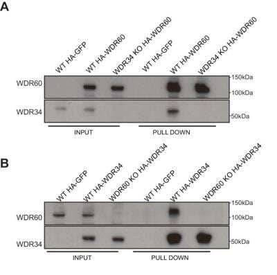 Knockout Validated: WDR34 Antibody [NBP1-88805]