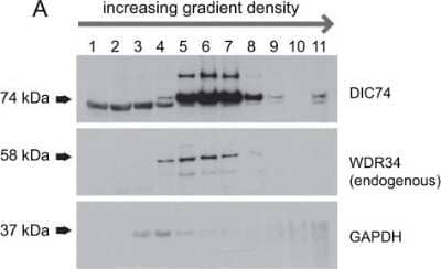 Western Blot: WDR34 Antibody [NBP1-88805]