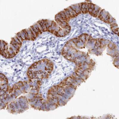 Immunohistochemistry-Paraffin: WDR35 Antibody [NBP1-92581]