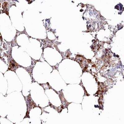 Immunohistochemistry-Paraffin: WDR36 Antibody [NBP1-83362]