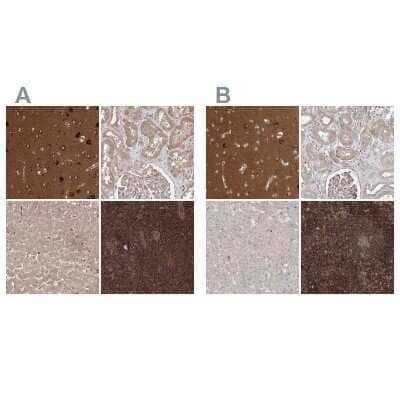 Immunohistochemistry-Paraffin: WDR37 Antibody [NBP1-81450]