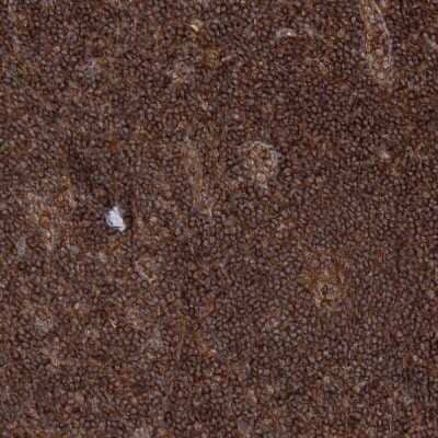 Immunohistochemistry-Paraffin: WDR37 Antibody [NBP1-81450]