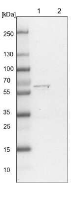 Western Blot: WDR37 Antibody [NBP1-81449]