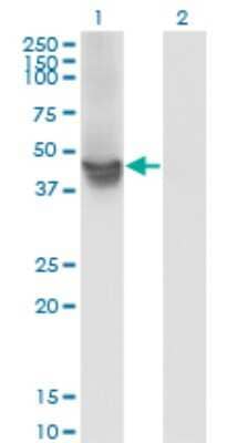 Western Blot: WDR4 Antibody (1F9) [H00010785-M01]
