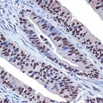 Immunohistochemistry-Paraffin: WDR4 Antibody (5R7B6) [NBP3-15902]