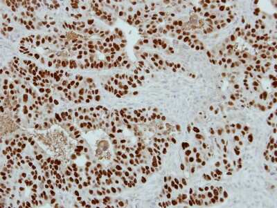 Immunohistochemistry-Paraffin: WDR4 Antibody [NBP2-20893]