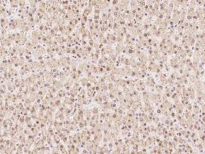 Immunohistochemistry-Paraffin: WDR4 Antibody [NBP2-97810]