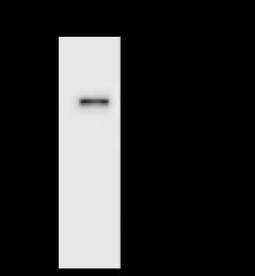 Immunoprecipitation: WDR4 Antibody [NBP2-97810]