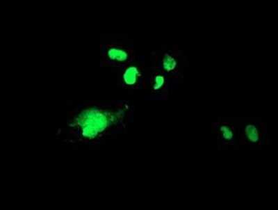 Immunocytochemistry/ Immunofluorescence: WDR4 Antibody (OTI4G1) - Azide and BSA Free [NBP2-74865]