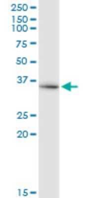 Western Blot: WDR42A Antibody (4G8) [H00050717-M10]