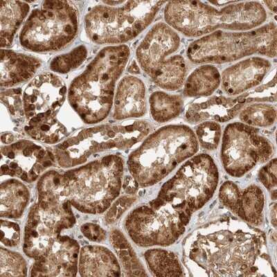Immunohistochemistry-Paraffin: WDR42A Antibody [NBP1-92583]