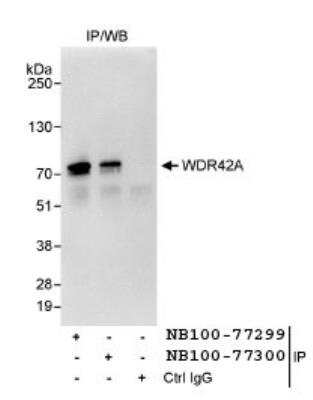 Immunoprecipitation: WDR42A Antibody [NB100-77300]