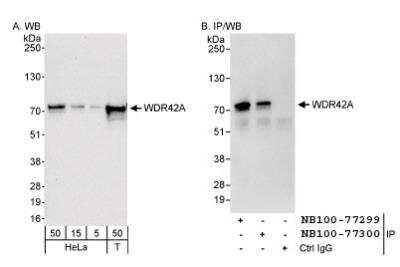 Western Blot: WDR42A Antibody [NB100-77299]