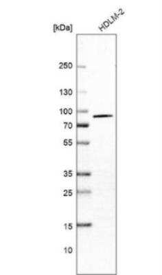 Western Blot: WDR42A Antibody [NBP1-92582]