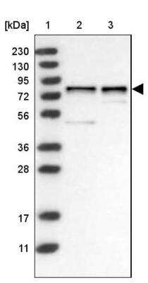 Western Blot: WDR42A Antibody [NBP1-92583]