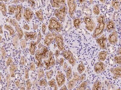 Immunohistochemistry-Paraffin: WDR44 Antibody [NBP2-97996]