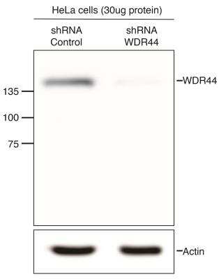 Western Blot: WDR44 Antibody [NB100-68250]