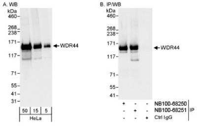 Western Blot: WDR44 Antibody [NB100-68251]