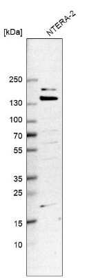 Western Blot: WDR44 Antibody [NBP1-85048]