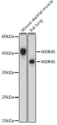 Western Blot: WDR45 AntibodyAzide and BSA Free [NBP3-04699]