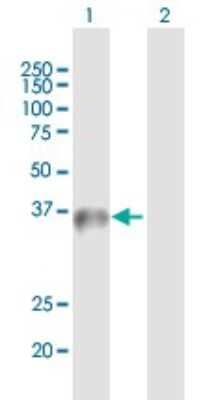 Western Blot: WDR45 Antibody [H00011152-B01P]