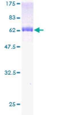 SDS-PAGE: Recombinant Human WDR45 GST (N-Term) Protein [H00011152-P01]