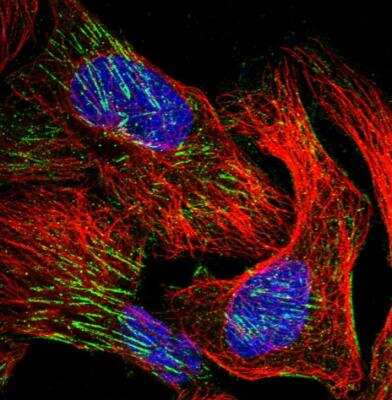 Immunocytochemistry/ Immunofluorescence: WDR47 Antibody [NBP1-81463]