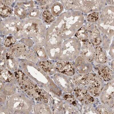 Immunohistochemistry-Paraffin: WDR47 Antibody [NBP1-81463]
