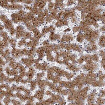 Immunohistochemistry-Paraffin: WDR47 Antibody [NBP1-81464]