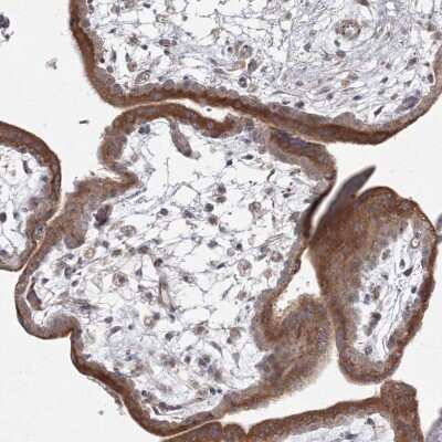 Immunohistochemistry-Paraffin: WDR49 Antibody [NBP1-83510]