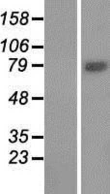 Western Blot: WDR49 Overexpression Lysate [NBP2-04943]