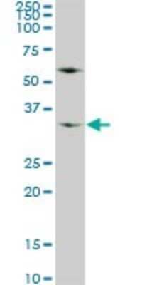 Western Blot: WDR5 Antibody (2C2) [H00011091-M01]