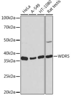 Western Blot: WDR5 Antibody (3S6R9) [NBP3-16162]