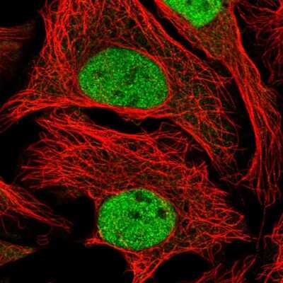 Immunocytochemistry/ Immunofluorescence: WDR5 Antibody [NBP2-55518]