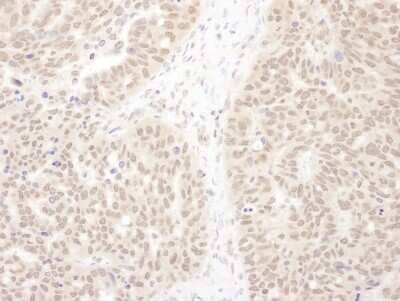 Immunohistochemistry-Paraffin: WDR5 Antibody [NBP1-30063]