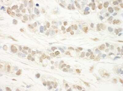 Immunohistochemistry-Paraffin: WDR5 Antibody [NBP1-30070]
