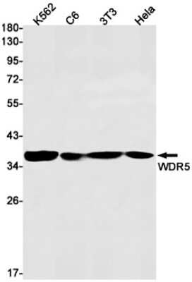 Western Blot: WDR5 Antibody (S05-4D3) [NBP3-14984]