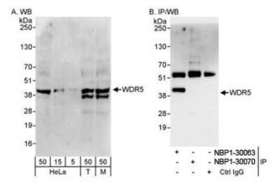 Western Blot: WDR5 Antibody [NBP1-30070]