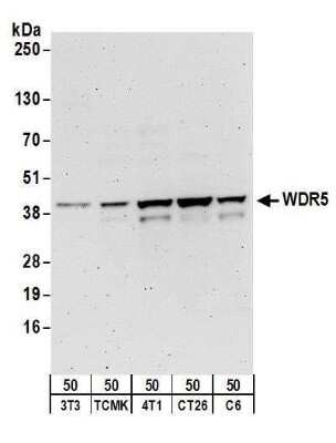 Western Blot: WDR5 Antibody [NBP1-30070]