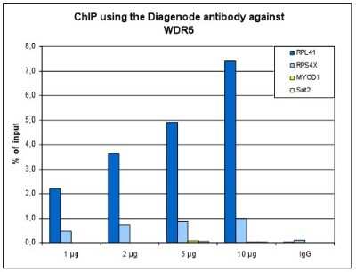 Western Blot: WDR5 Antibody [NBP3-18669]