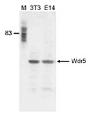 Western Blot: WDR5 Antibody [NBP3-18672]