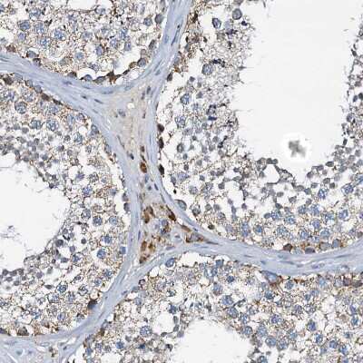 Immunohistochemistry-Paraffin: WDR51A Antibody [NBP1-88008]