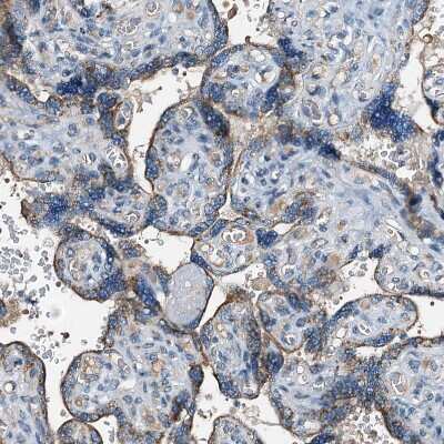 Immunohistochemistry-Paraffin: WDR51A Antibody [NBP1-88008]