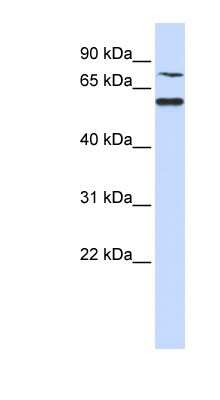 Western Blot: WDR51B Antibody [NBP1-56307]